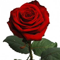 Троянда червона - поштучно